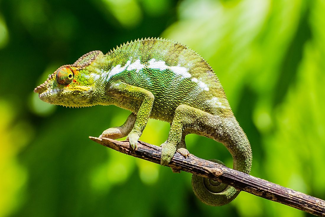 Is A Chameleon A Reptile? - WorldAtlas