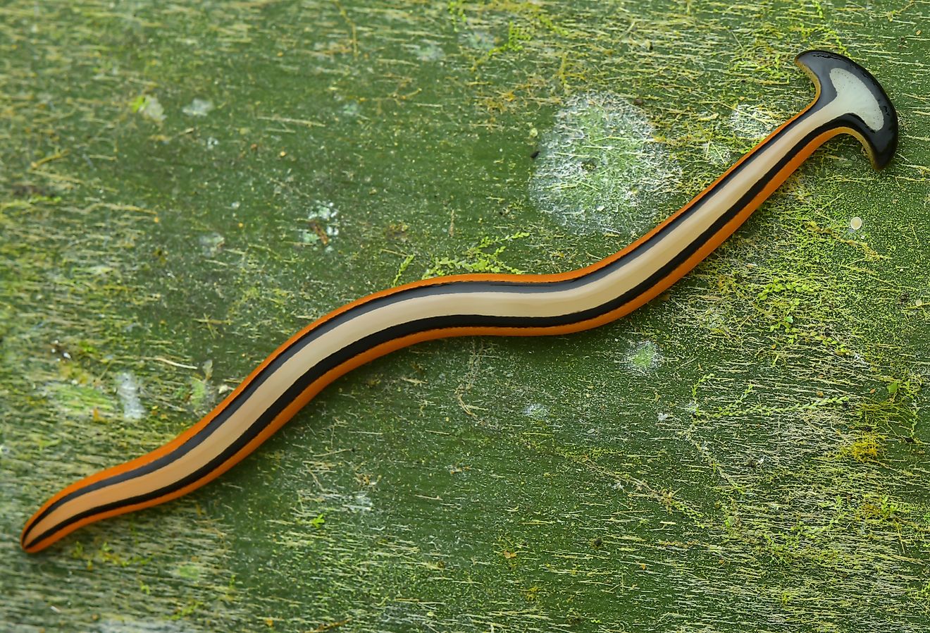 View of colorful hammerhead worm