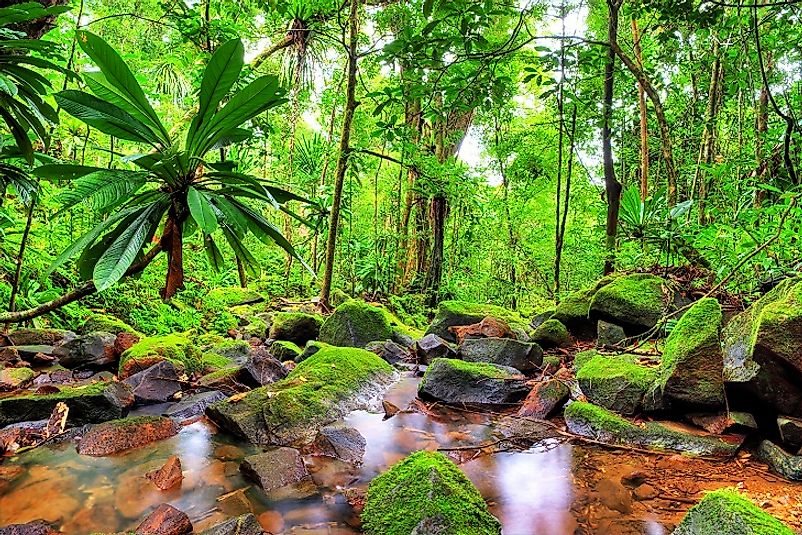 Lush jungles in Masoala National Park.