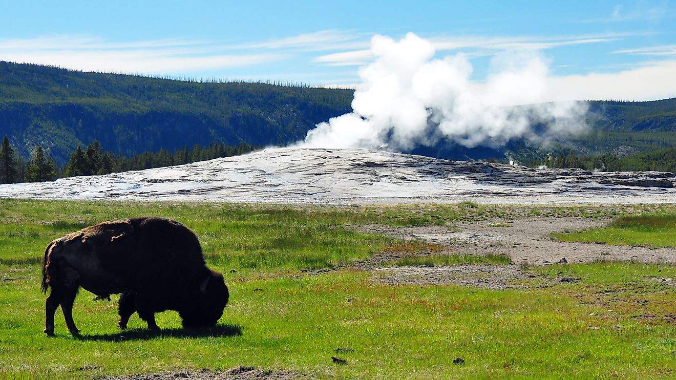 Bison in front of a steaming Old Faithful Geyser in Yellowstone National Park. 