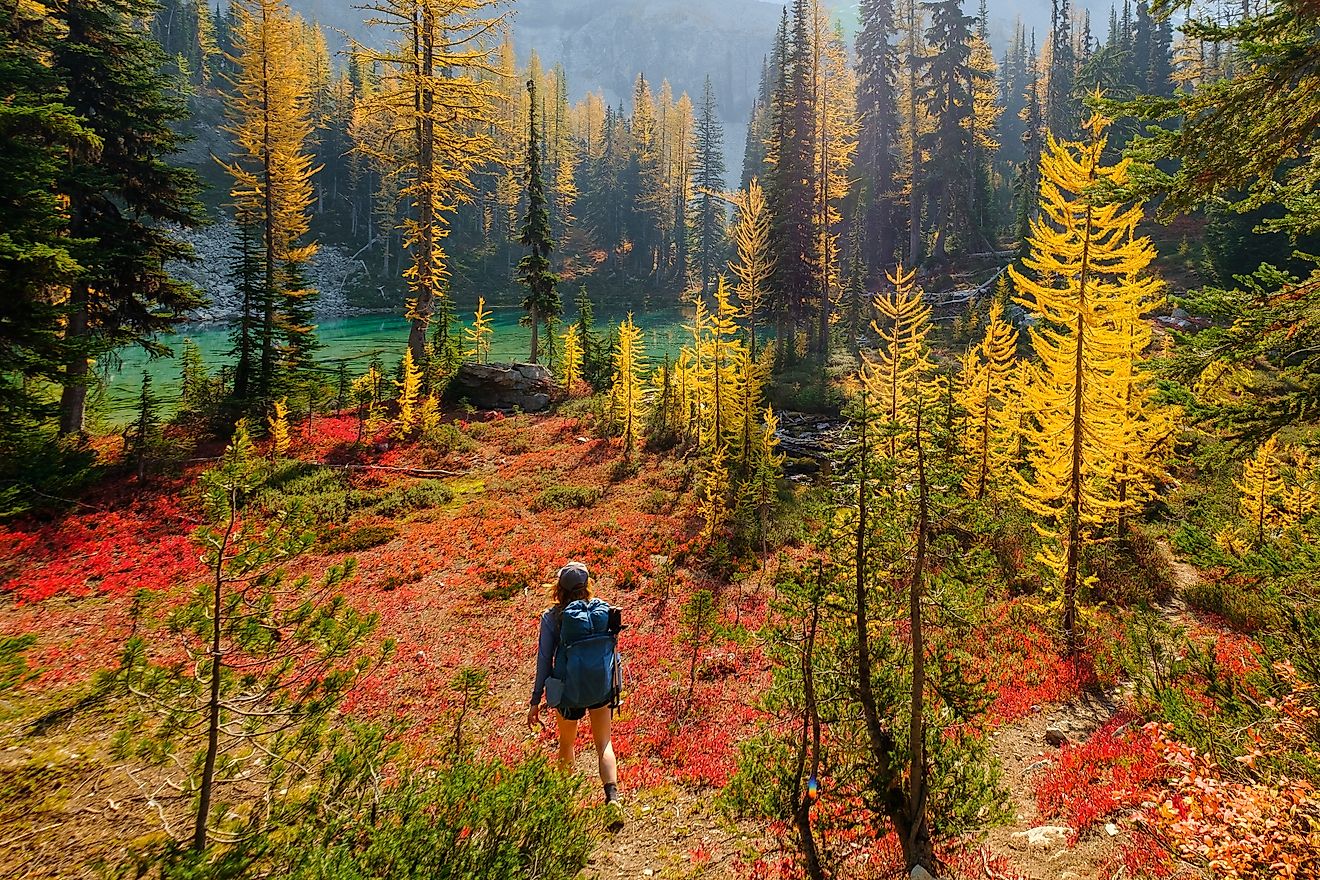 A woman hikes through golden larch trees toward an emerald-colored alpine lake in the Chelan Sawtooths of the Cascade Mountains, Washington