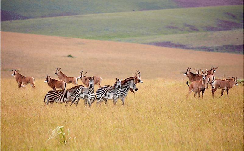 Roan Antilope and zebra at Nyika plateau, Malawi, Africa 