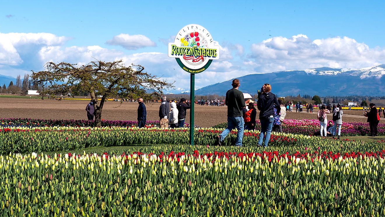 Tulip Festival Editorial credit: 60s Offspring / Shutterstock.com