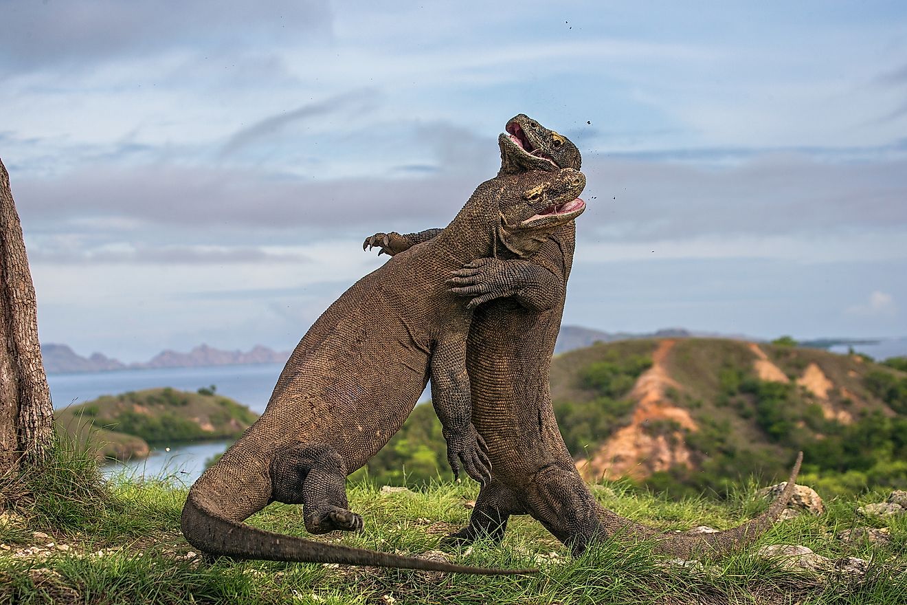 Komodo National Park