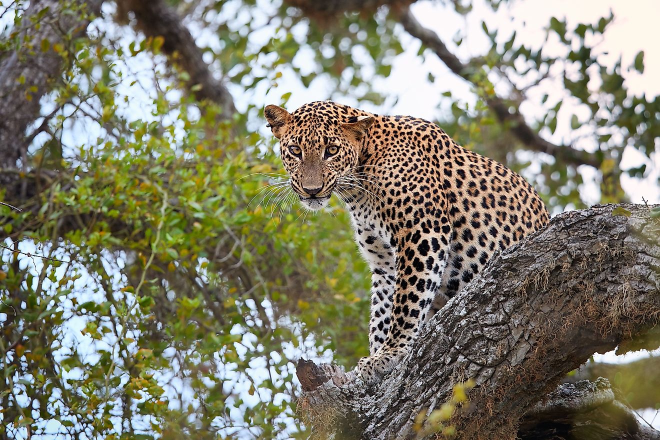 A leopard in the Yala National Park, Sri Lanka.