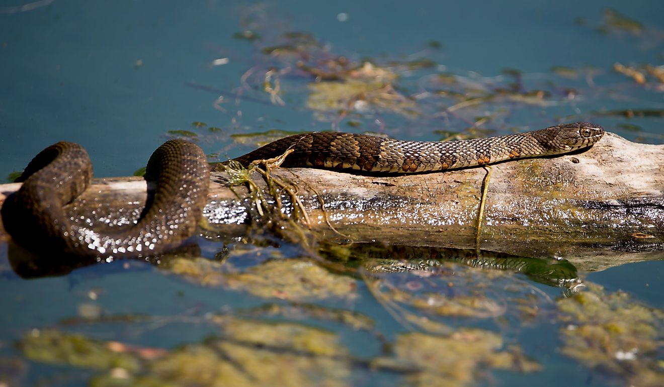 Northern water snake sunning on log in the pond. 