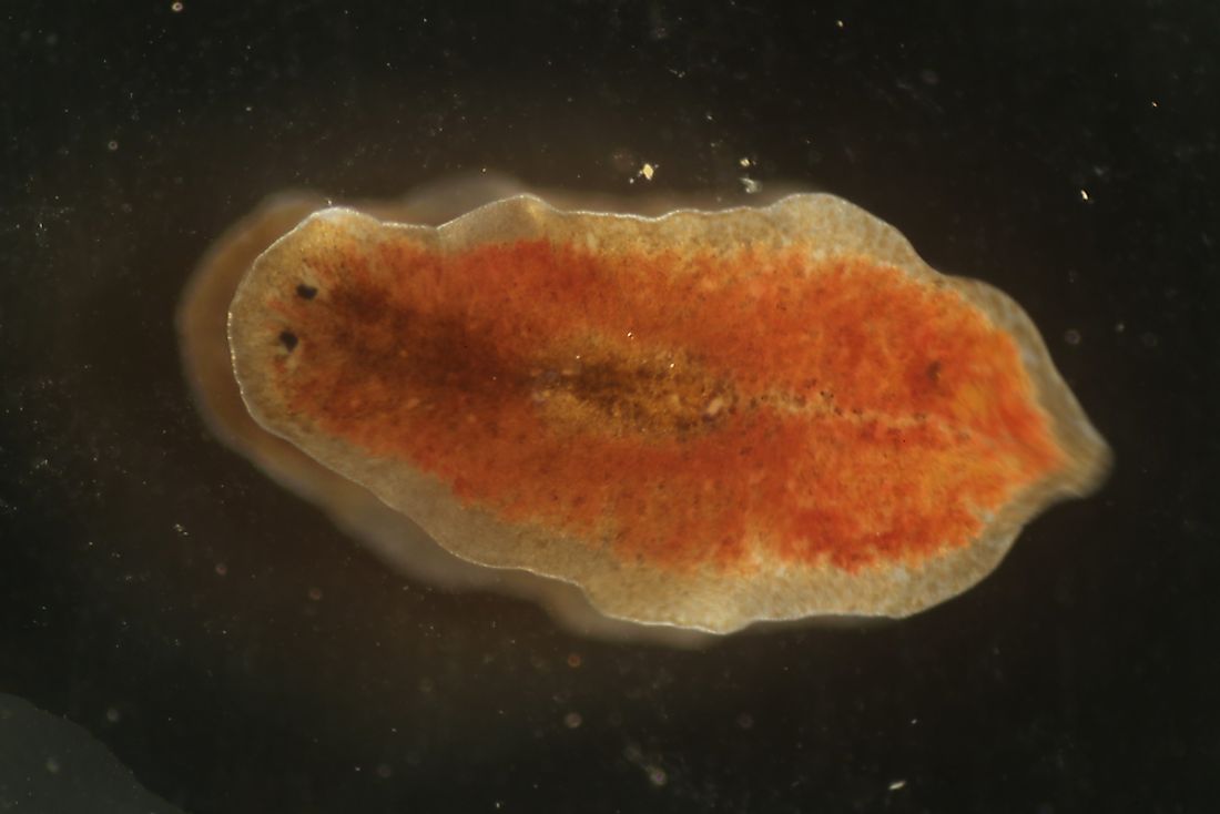 flatworms in humans