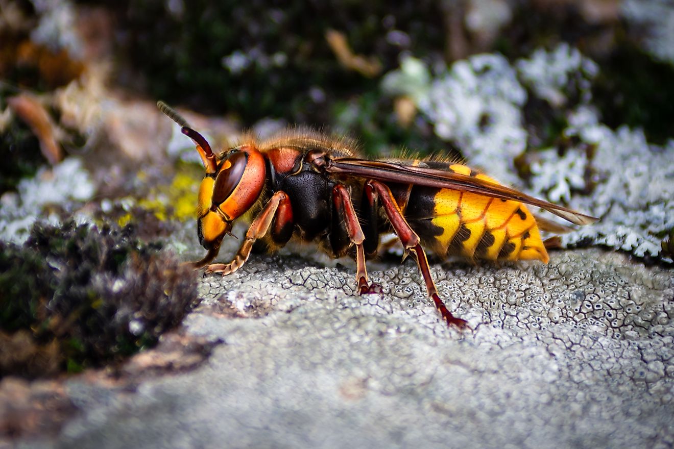 Giant Wasp