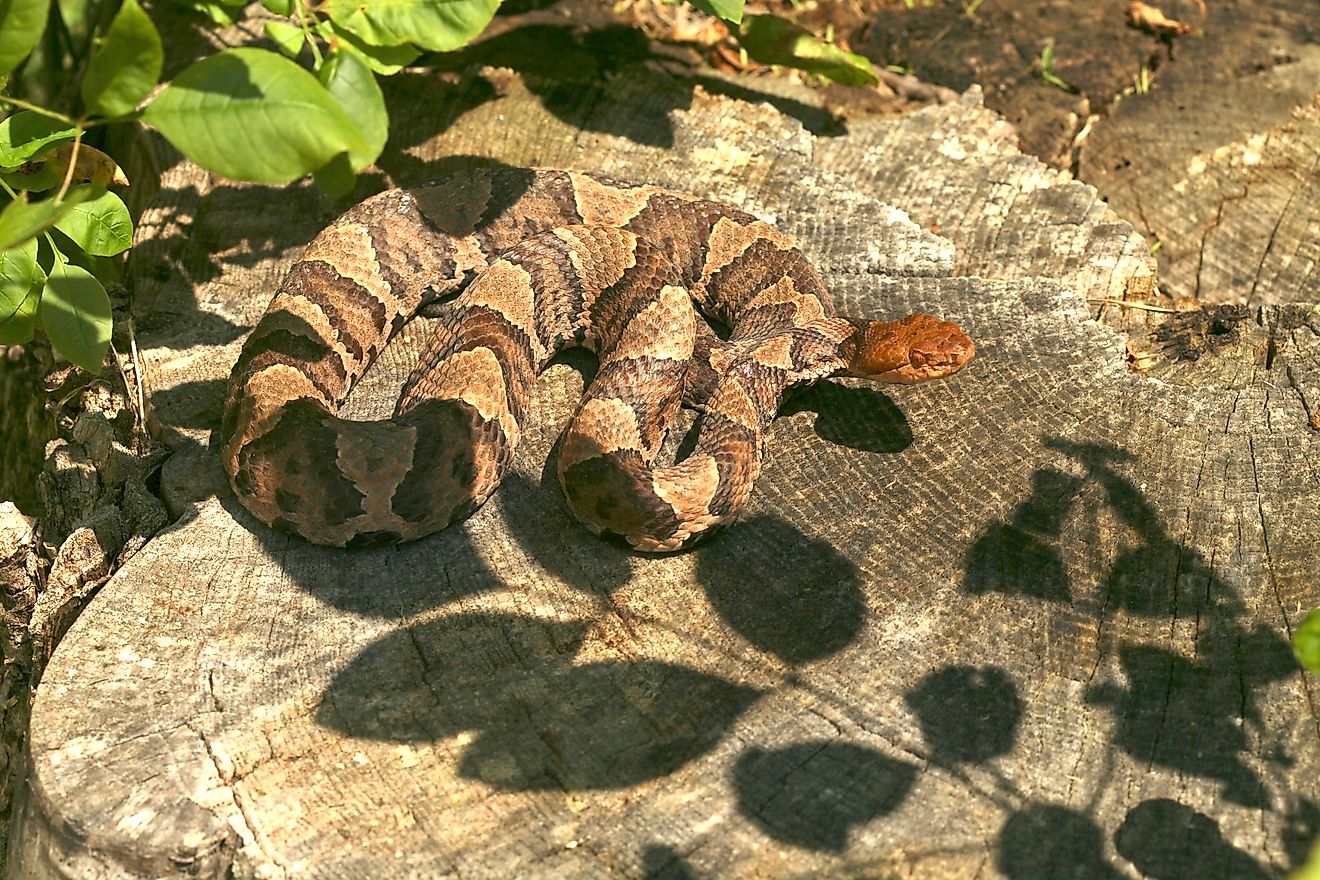 Northern Copperhead (Agkistrodon contortrix mokasen) suning itself on a stump in the afternoon sun.