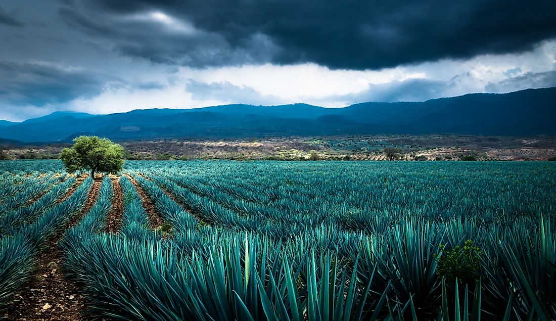 Native Plants Of Mexico WorldAtlas