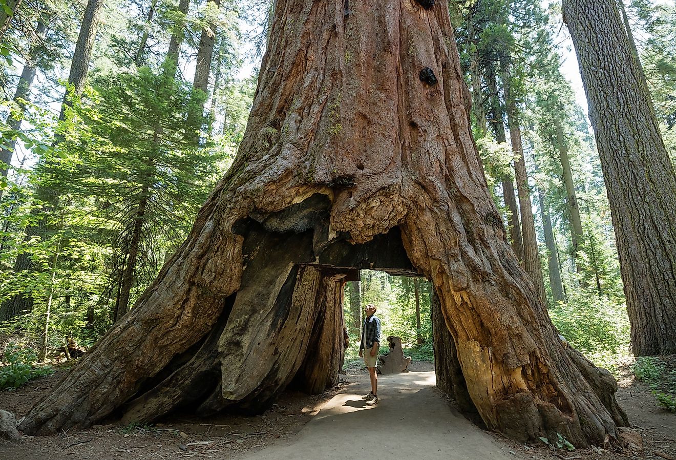 Man standing looking at giant big Red Wood tree in Calaveras Big Trees State Park in Northern California