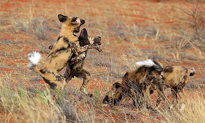 Wild dogs engaged in play with fellow mates of the pack.