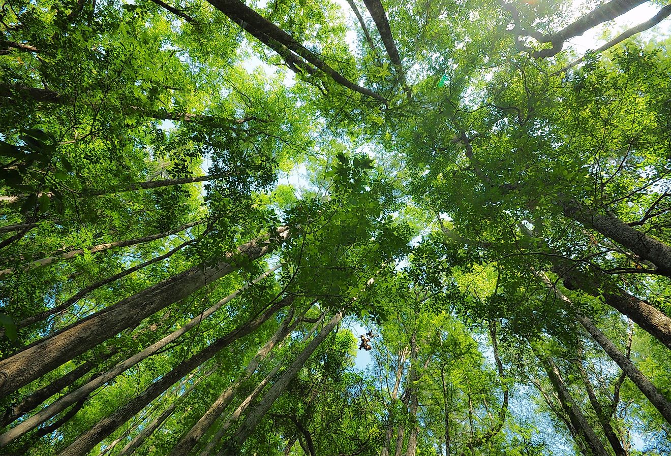 Forest Top Canopy at Lower Suwannee National Wildlife Refuge, FL