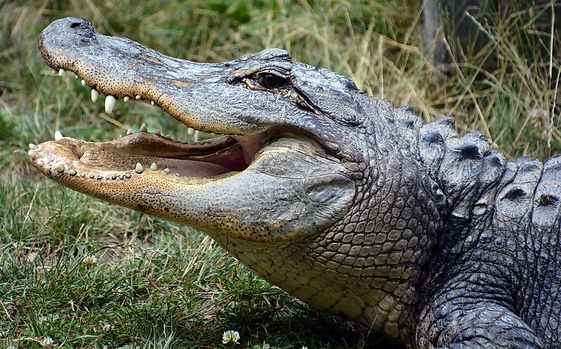 Defining Qualities of American Crocodile Skin