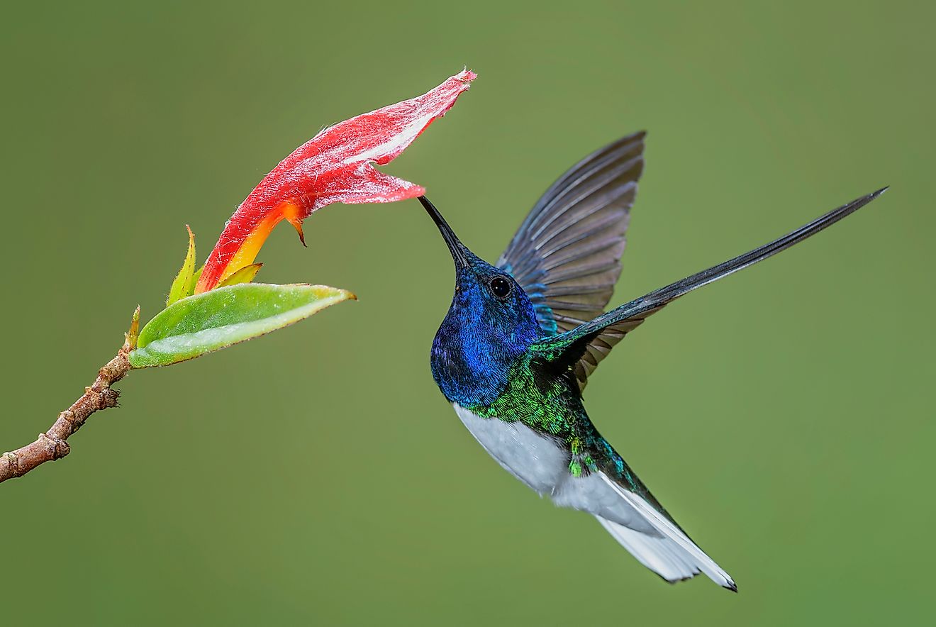 Costa Rica's Most Beautiful Birds - WorldAtlas