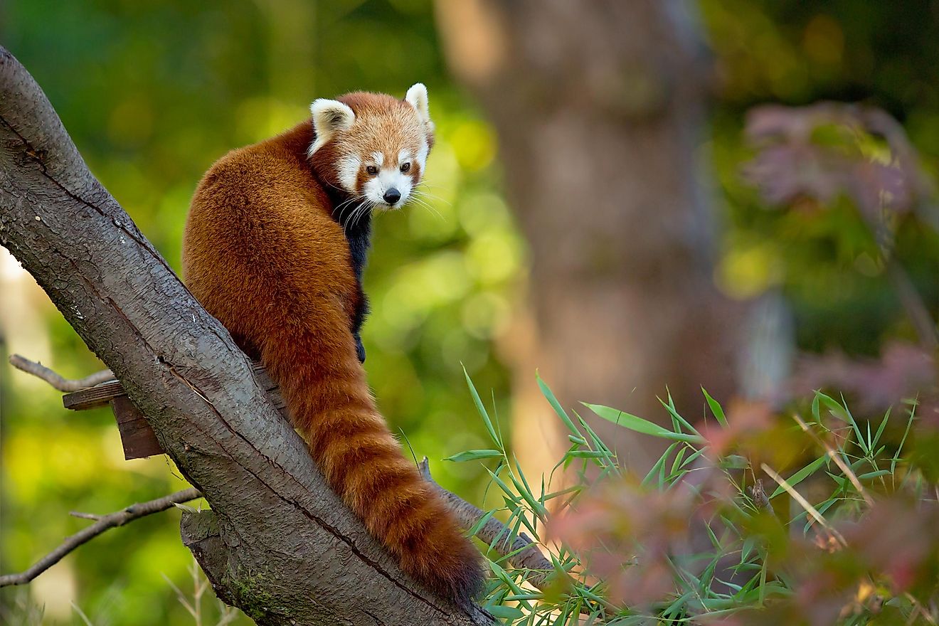 red panda habitat destruction