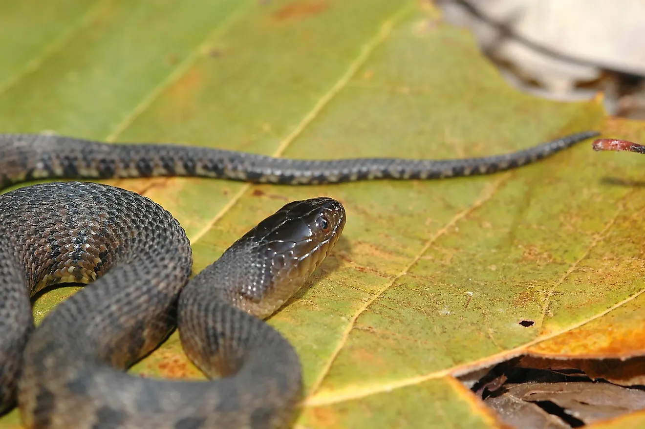 Mississippi green snake