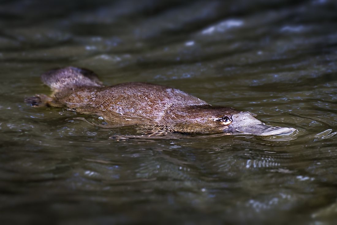 a real platypus