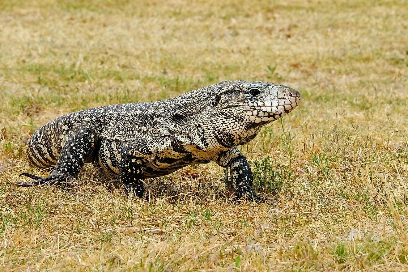 The Largest Lizards In The World WorldAtlas