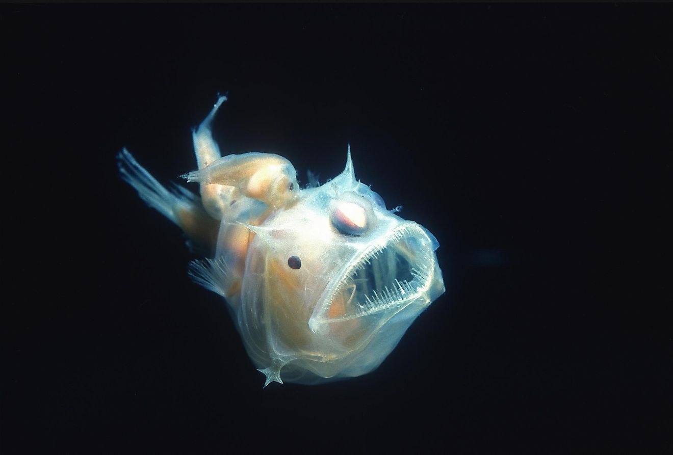 deep sea angler fish size