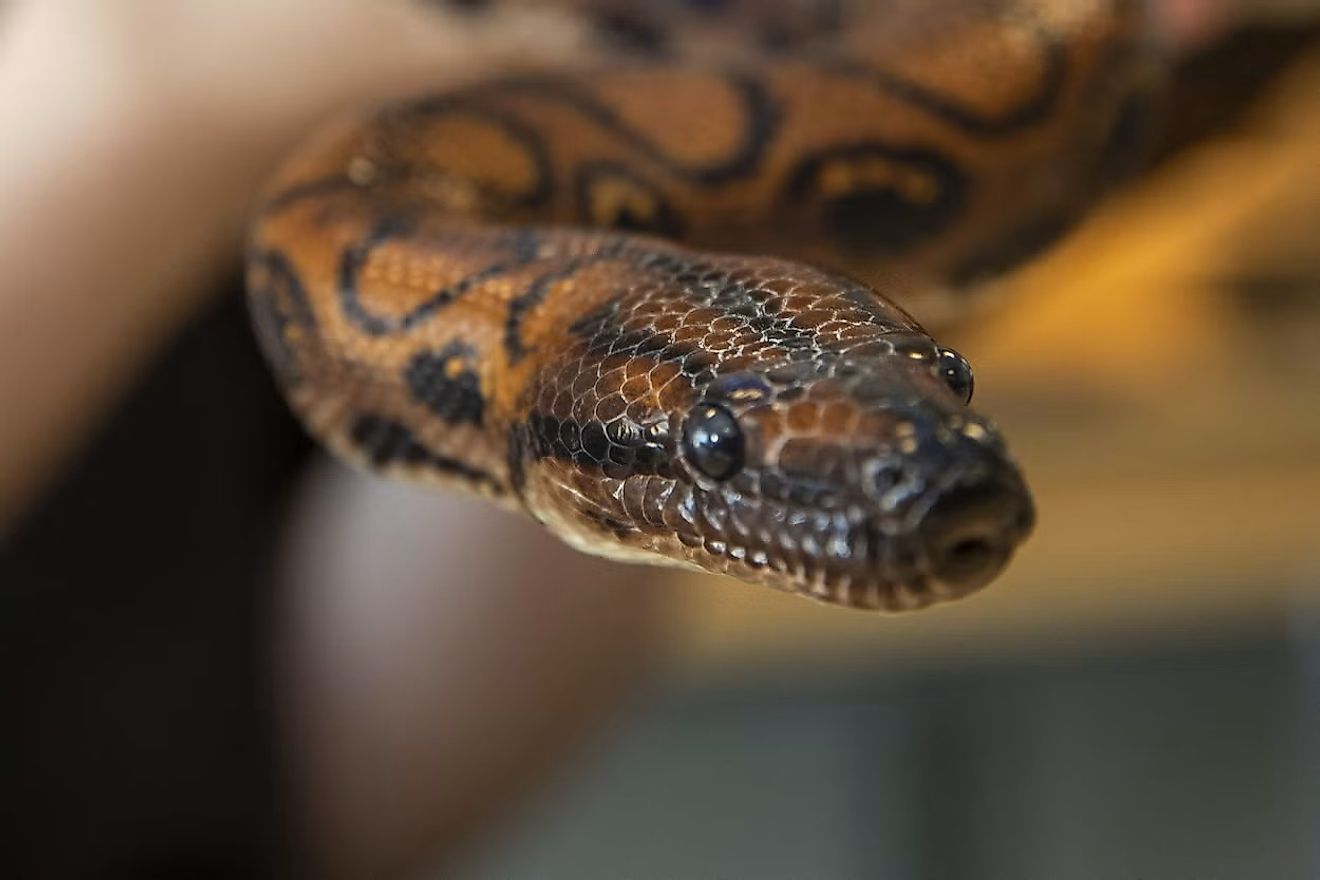 Ronaldo the snake has not been in contact with any other snakes for at least nine years (CIty of Portsmouth College/PA)