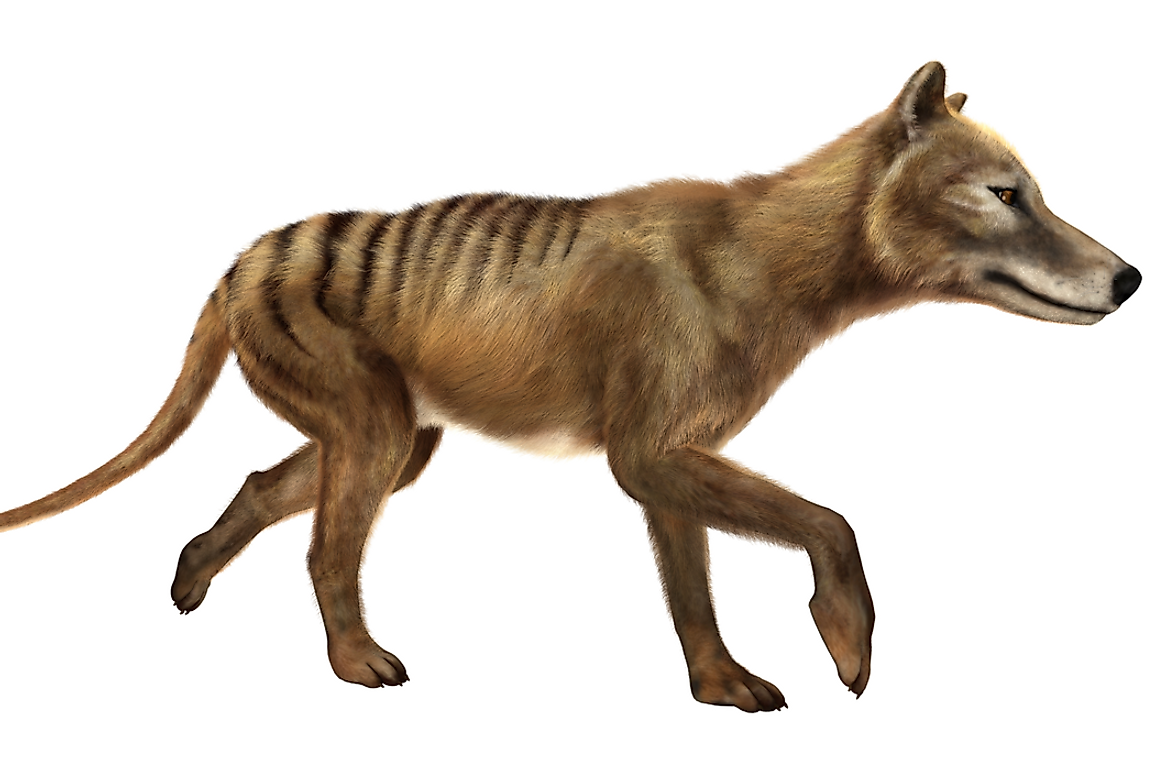 What Factors Are Blamed For The Extinction Of The Tasmanian Tiger