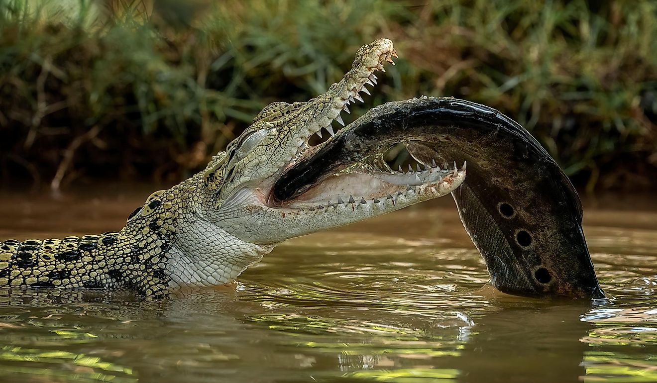 A Saltwater Crocodile eating a fish. Image used under license from Shutterstock.com.