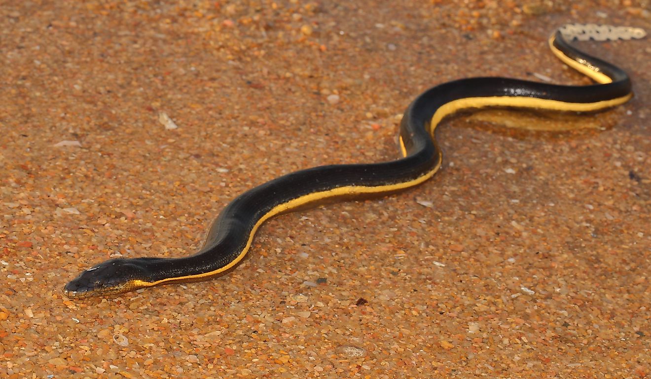 Venomous Yellow-bellied Sea Snake.