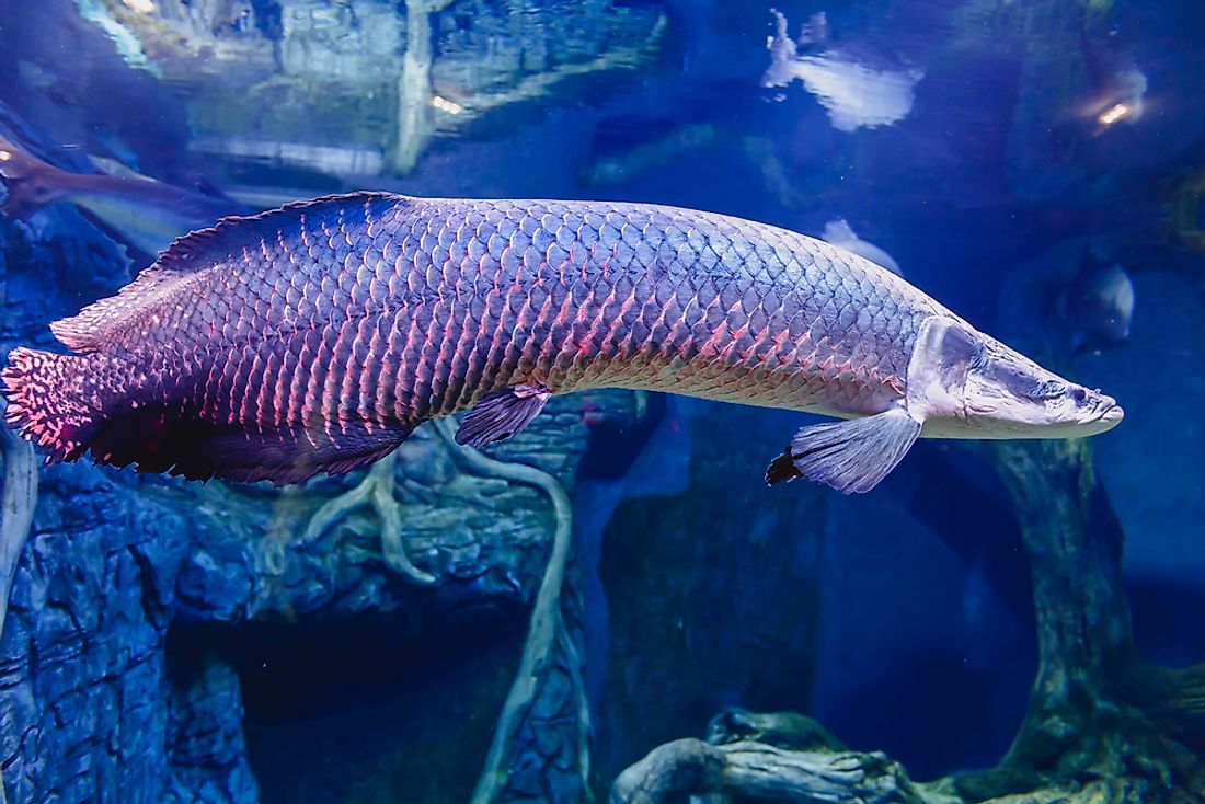 amazon river aquarium fish
