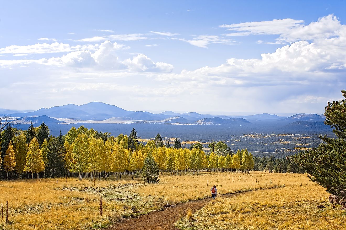 Beautiful autumn aspen and pine trees near Flagstaff in Arizona.