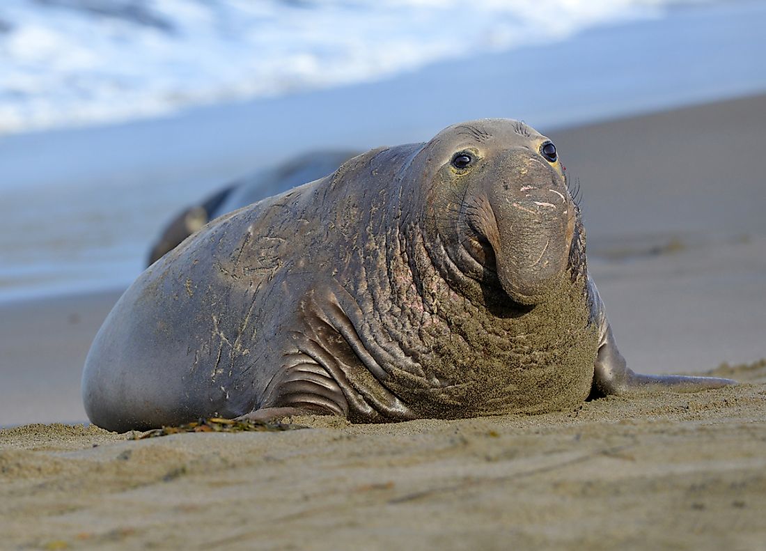 What Animals Live In The Pacific Ocean WorldAtlas