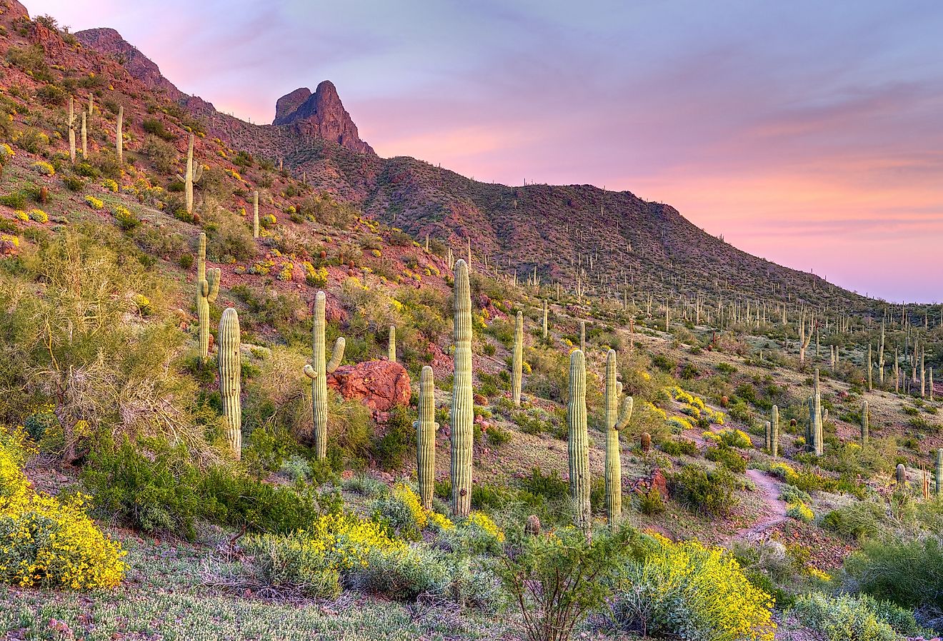 Picacho Peak at sunset, surrounded by a blooming desert.