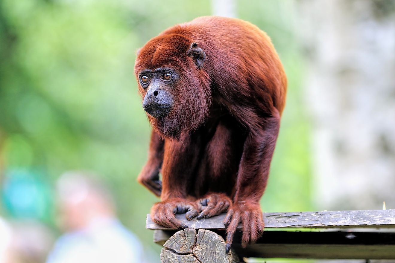 Close-up details of a red howler monkey