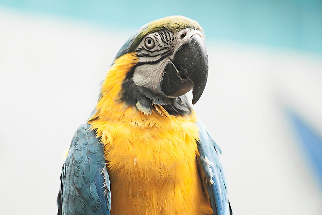 Parrots Among Most-Threatened Bird Groups