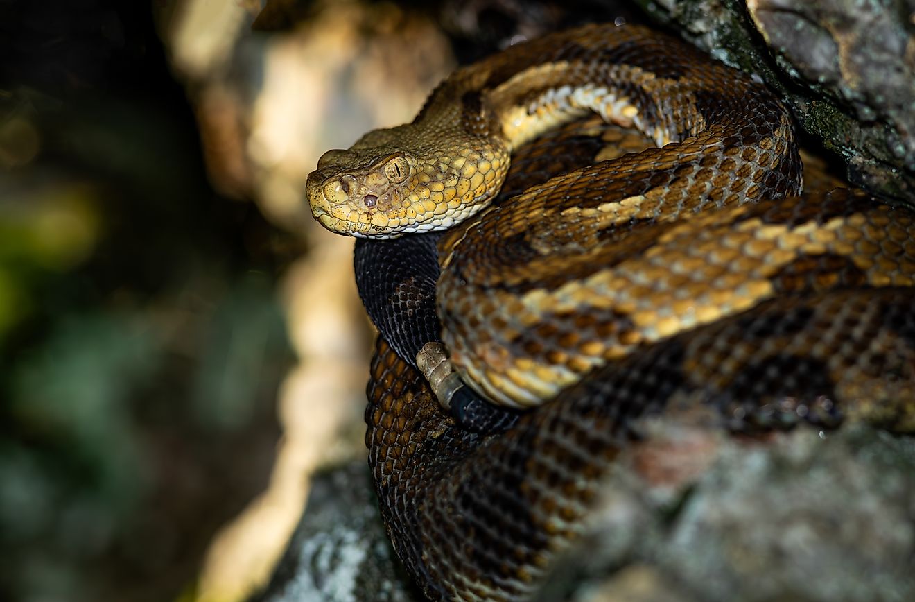 A timber rattlesnake in West Virginia.