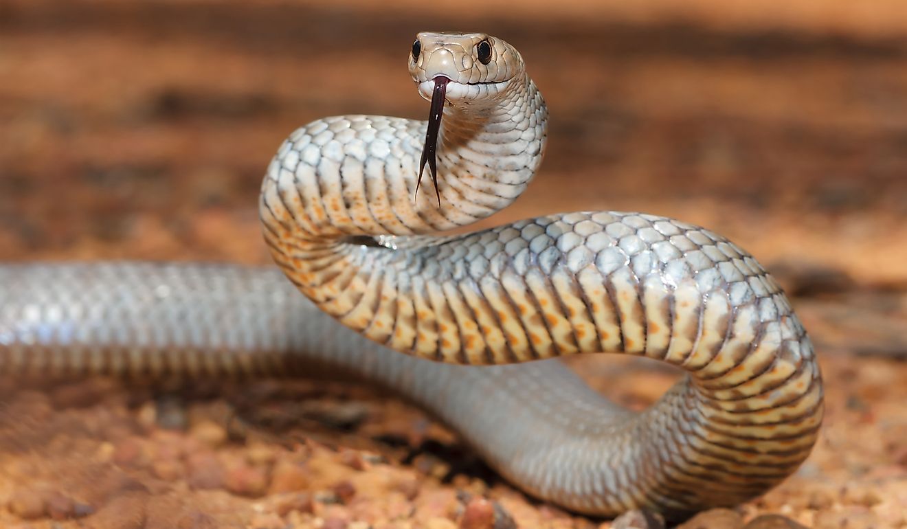 Highly venomous Australian Eastern Brown Snake.