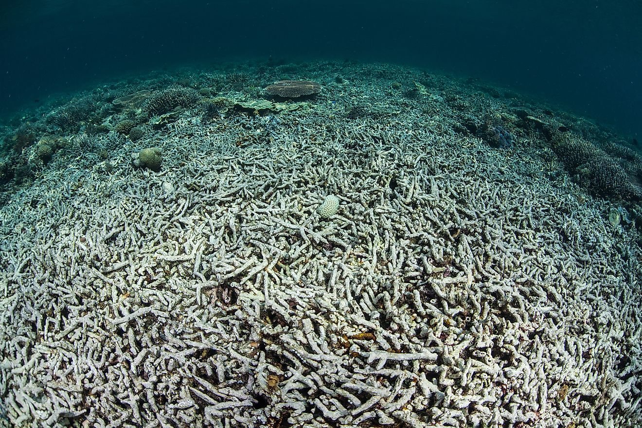 ocean acidification effects on marine life