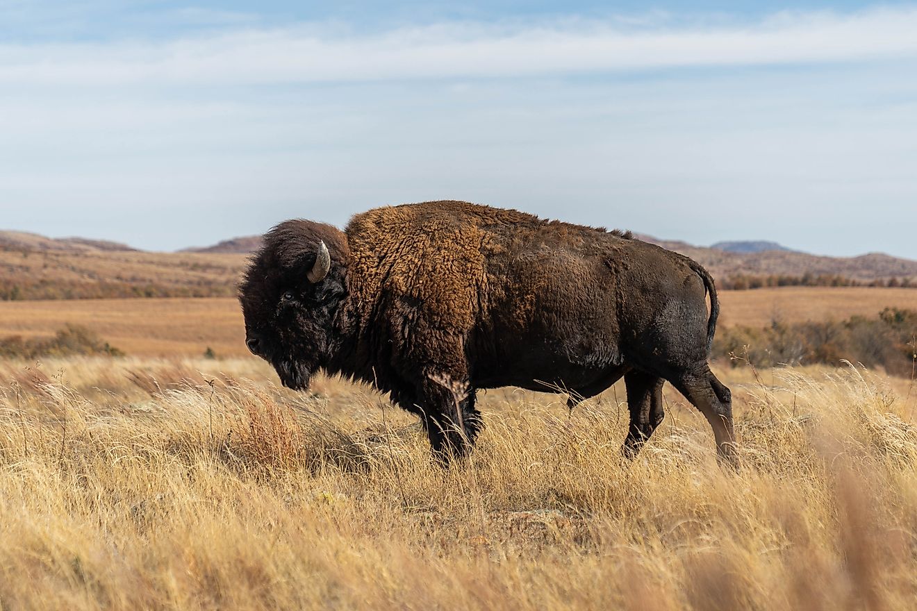 A bison inside the Wichita Mountains Wildlife Refuge near Cookietown, Oklahoma