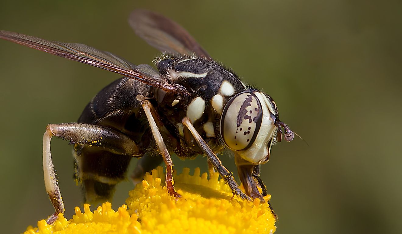 Bald-faced Hornet Fly (Dolichovespula maculata) pollinating a yellow Common Tansy wildflower.