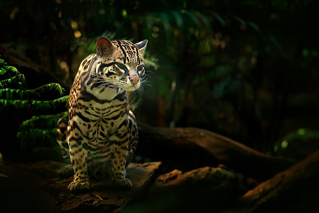 The Eight Cat Species Of The Leopardus Genus Worldatlas