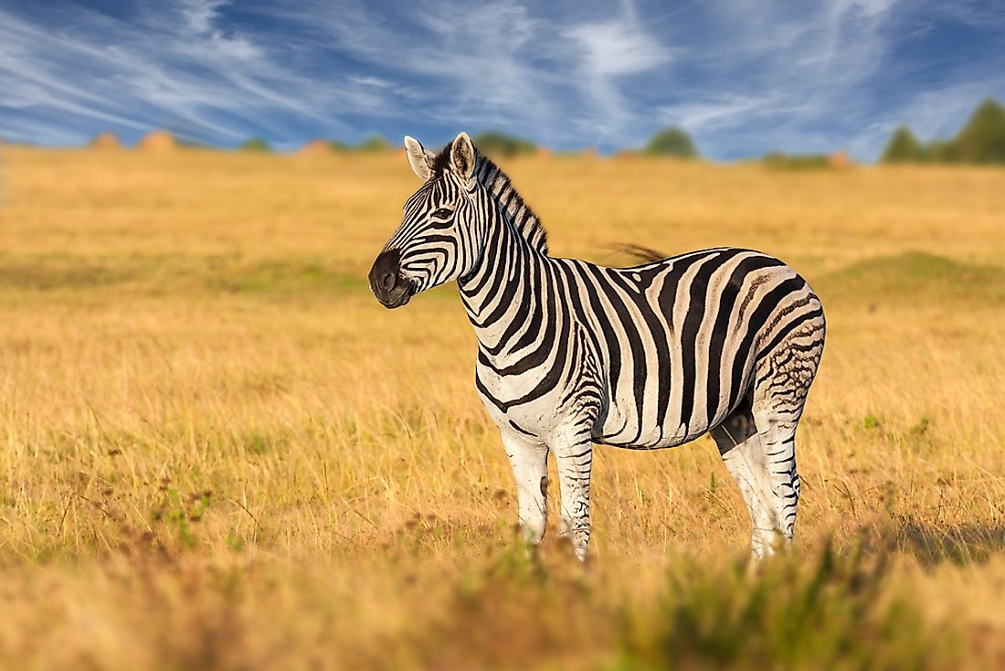 A zebra in its preferred habitat of grassland. 