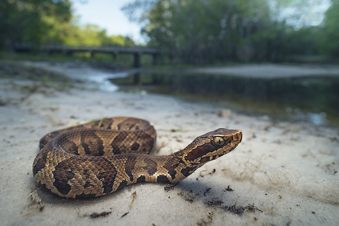 The Most Venomous Snakes Of Florida WorldAtlas