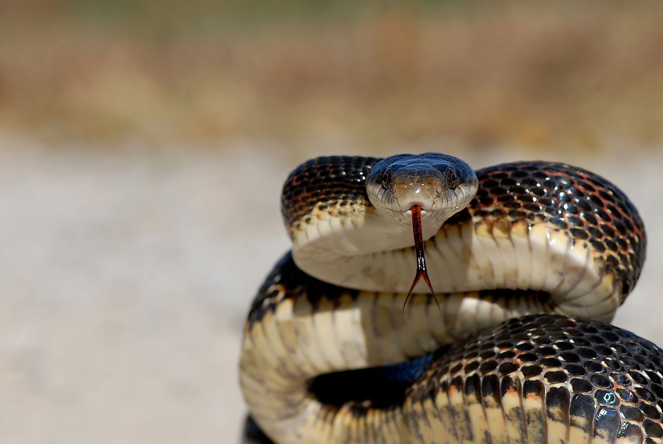 A large and healthy western rat snake from northern Missouri.