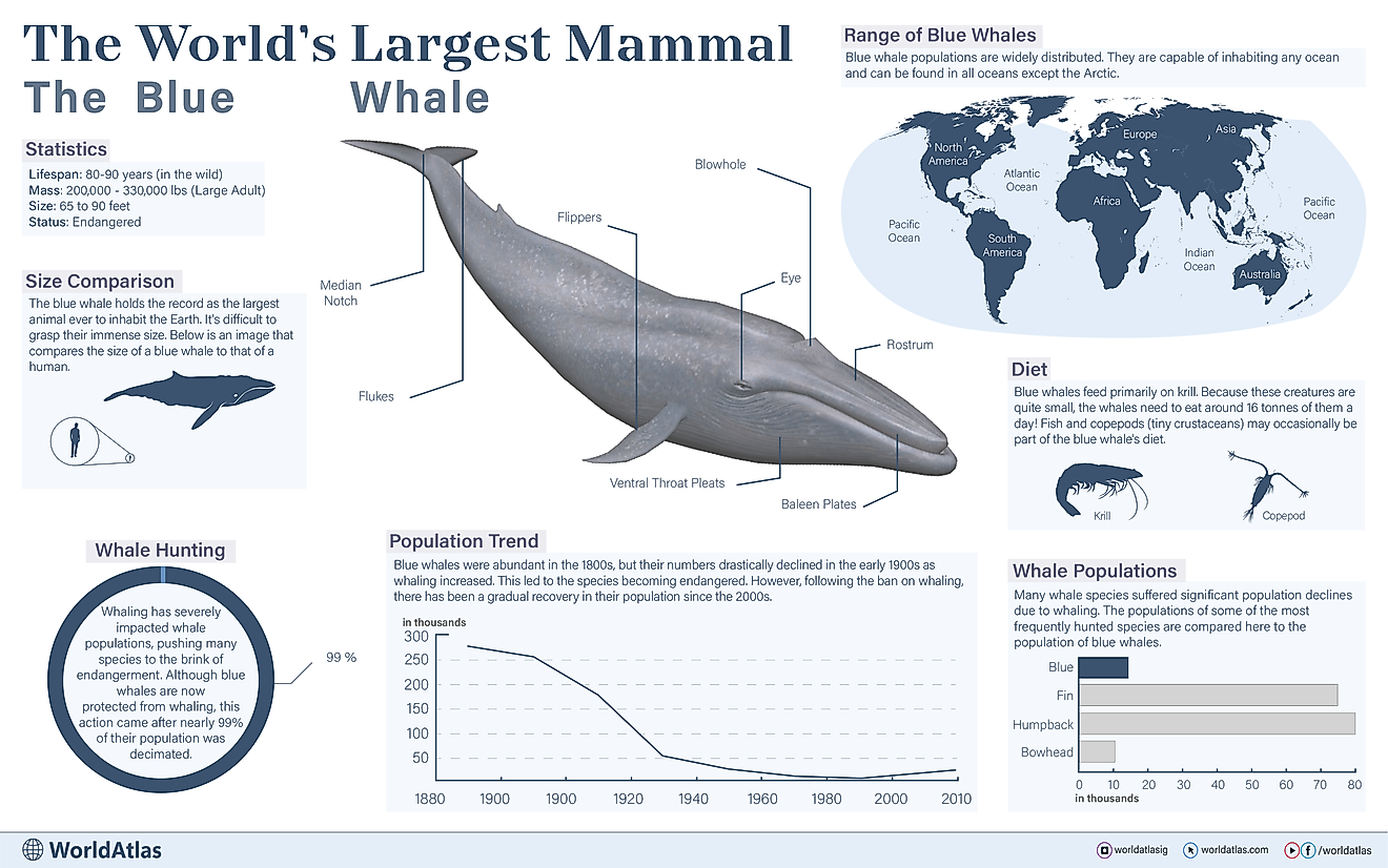 infographic showing the largest mammal on earth, the blue whale