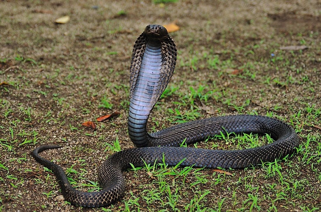How Many Types Of Cobras Are There? Which Species Are Most Venomous? -  WorldAtlas