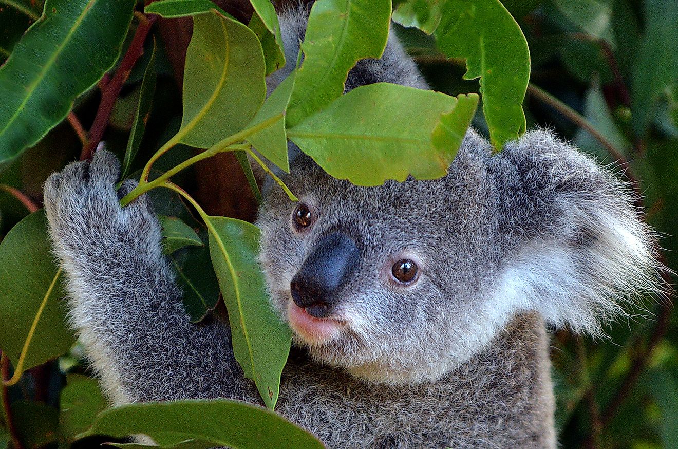 quicky koala