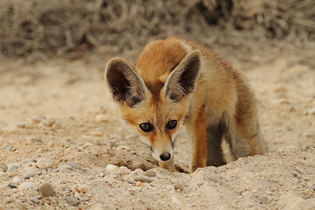 What Animals Live In The Arabian Desert WorldAtlas