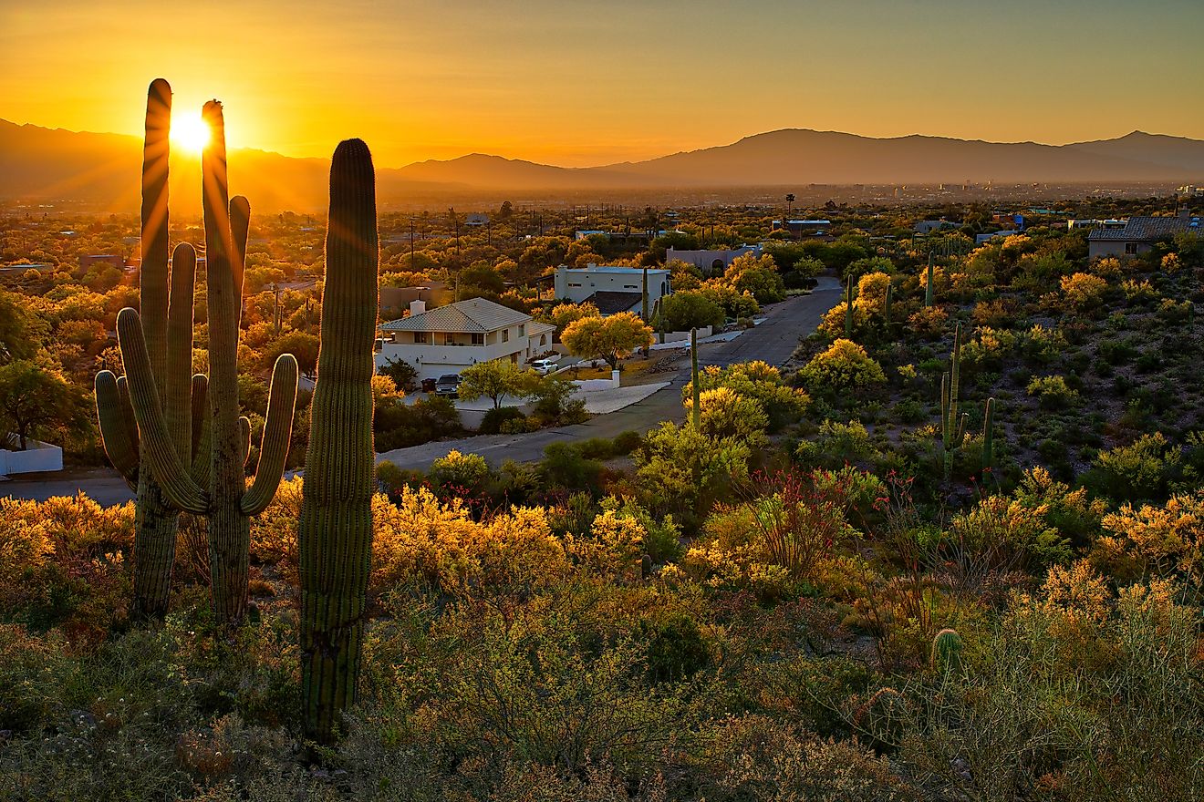 Houses between Saguaros in Tucson, Arizona.