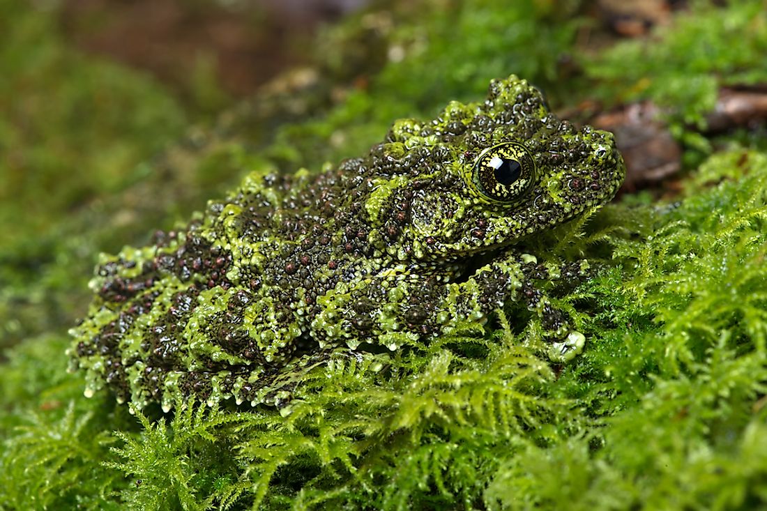 camouflage animals example
