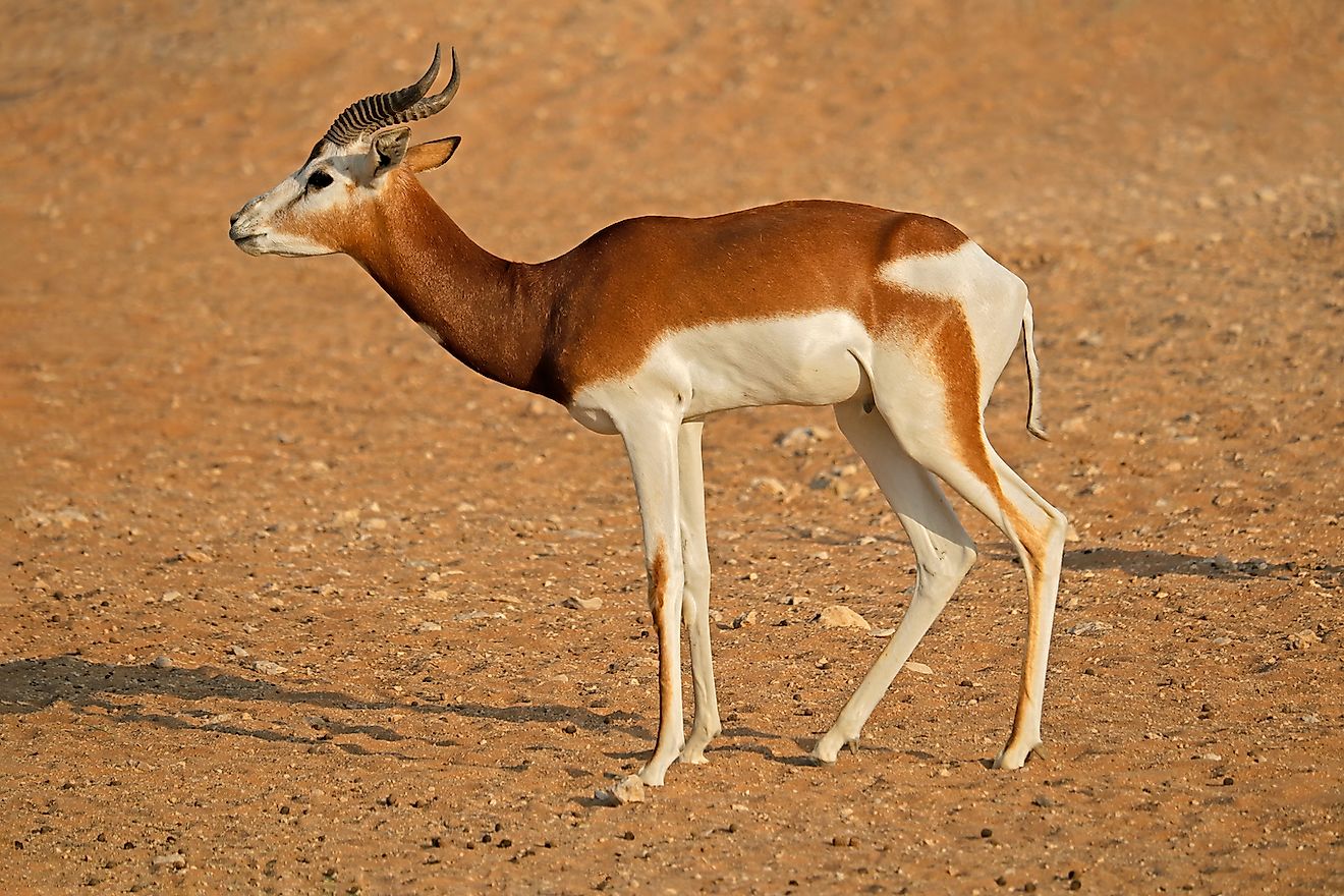 Africa Sahara Desert Animals 